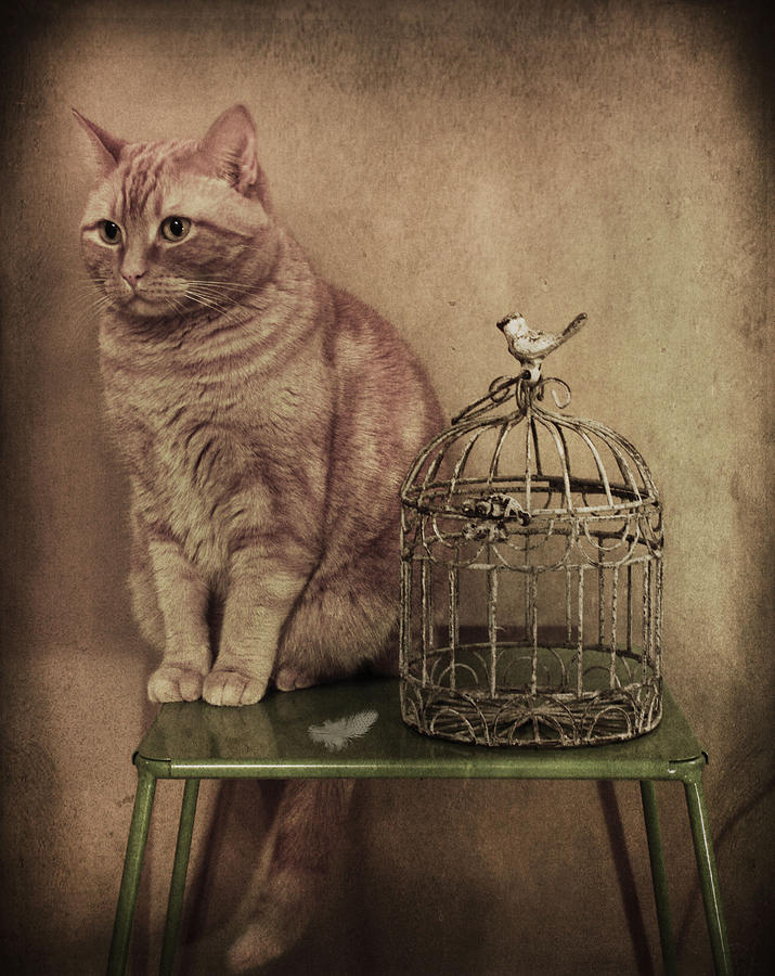 Cat Photograph - Birds Demise by Larysa  Luciw