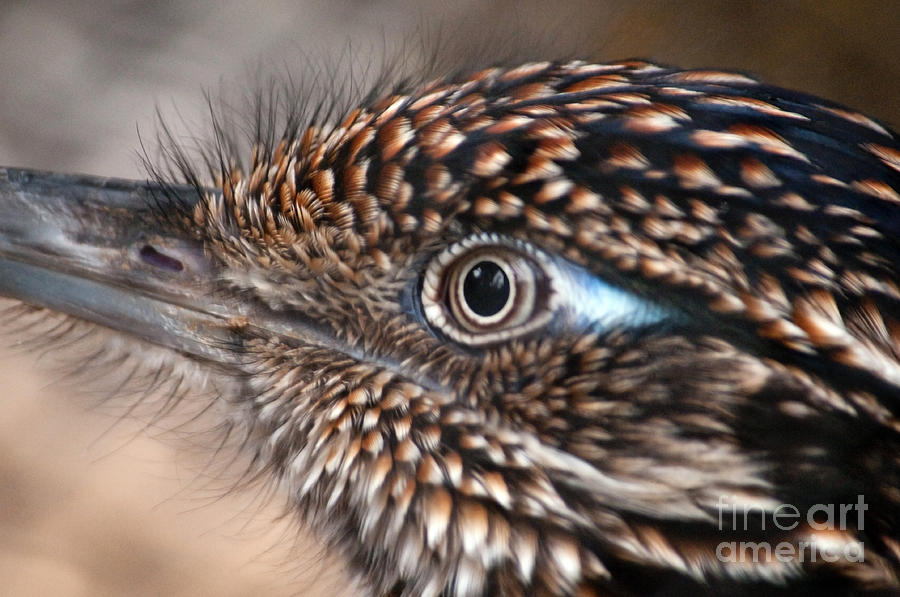 Bird's Eye View by Dan Holm