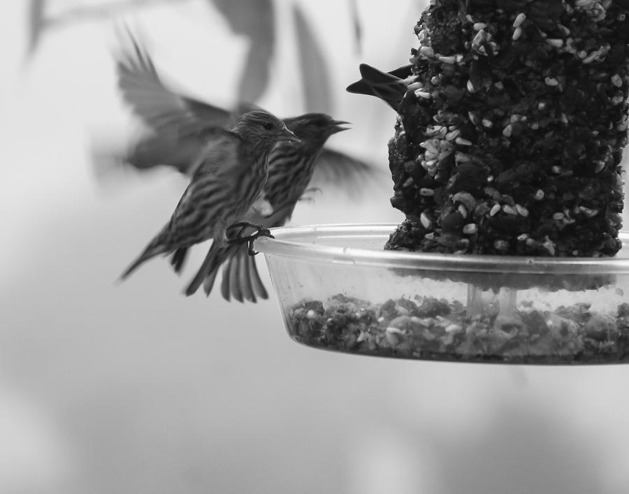 Birds Feeding Photograph by Ron Roberts