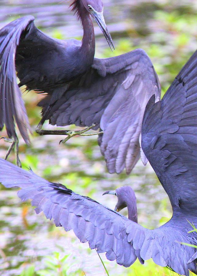 Birds - Fighting - Herons Photograph by Travis Truelove