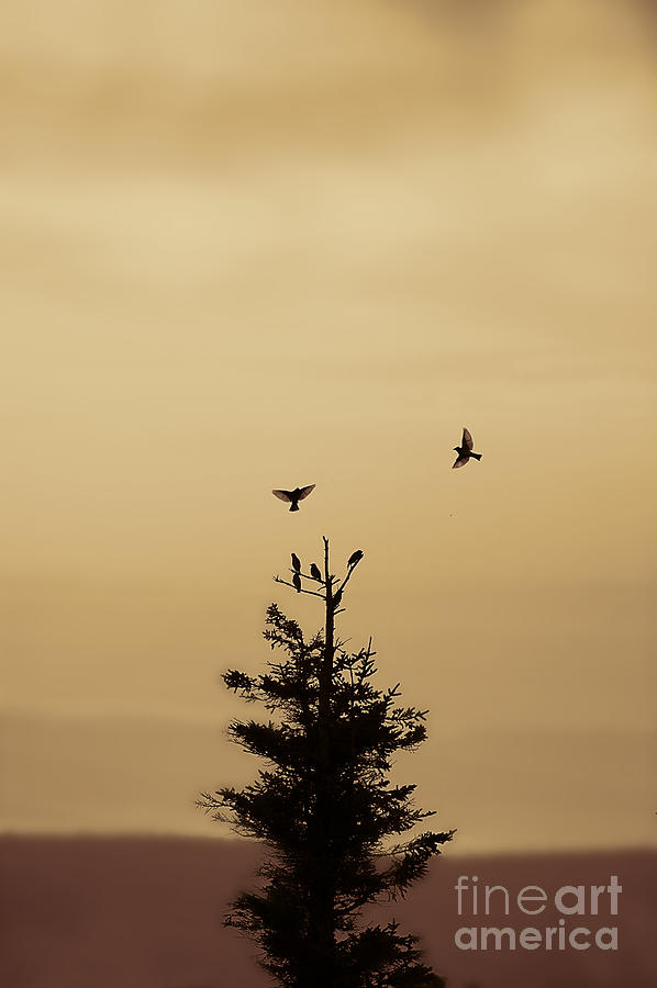 birds flying and landing in tree Dolly Sods Photograph by Dan Friend