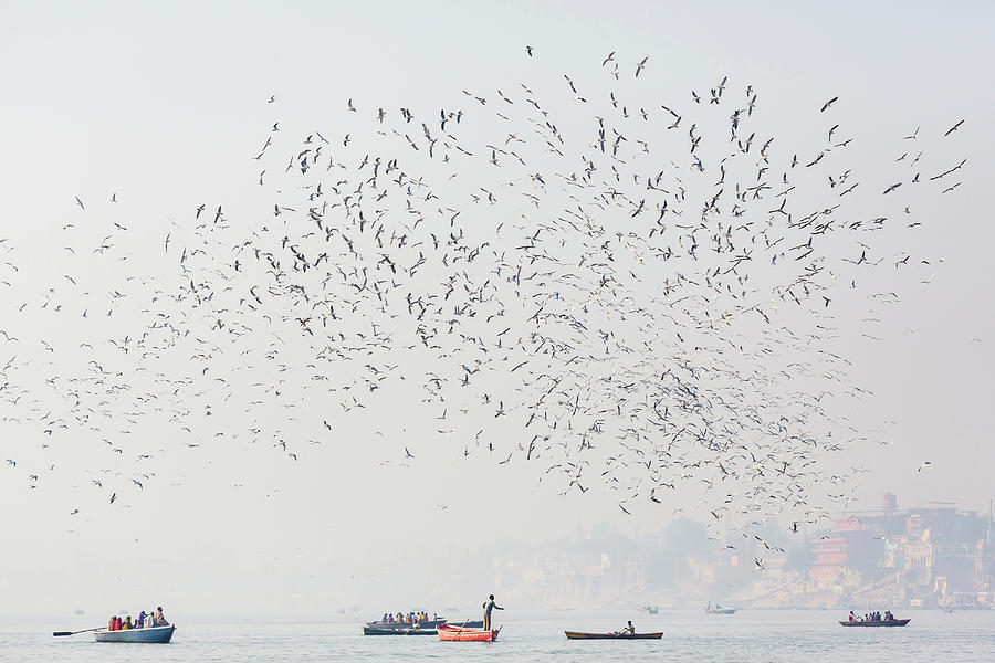 Transportation Photograph - Birds Flying Over Boats On Water by Pixelchrome Inc