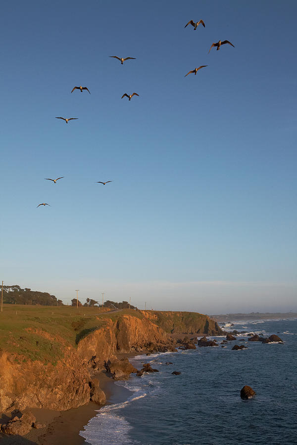 Birds Flying Over Rocky Sonoma Coastline Photograph by Jason Todd