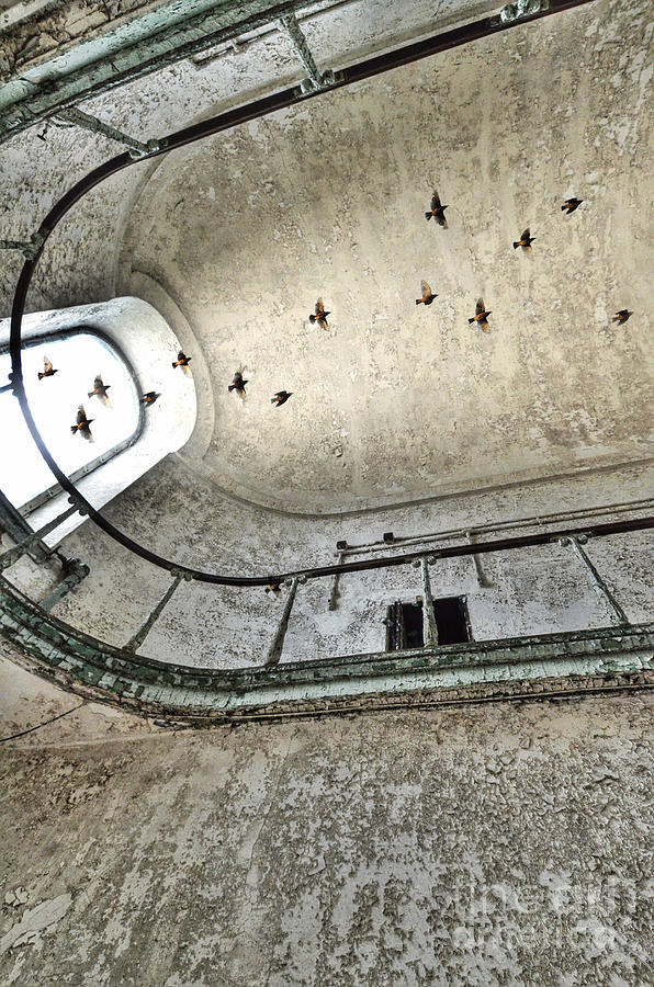 Birds Flying Through Open Window in Abandoned Building Photograph by Jill Battaglia