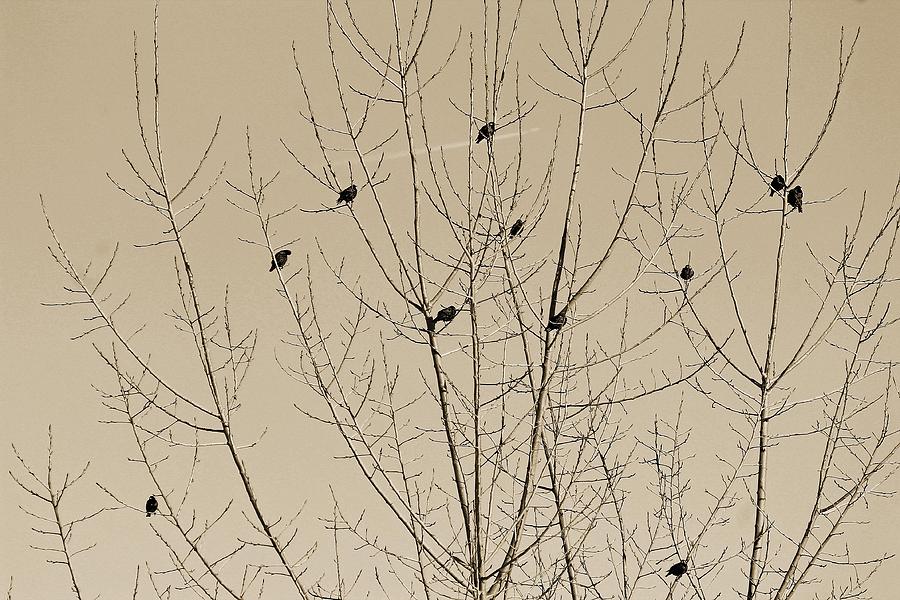 Birds Gather Photograph by Michael Saunders