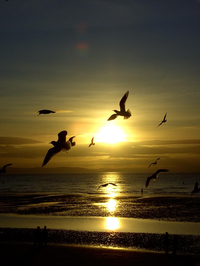 Birds Gathering at Sunset Photograph by Steve Kearns