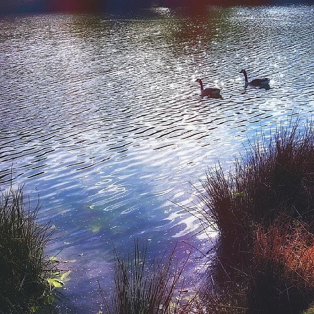 Geese Photograph - #birds #geese #water #lake #nature by Linandara Linandara