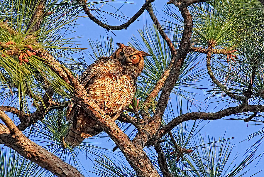 Birds - Great Horned Owl Photograph by HH Photography of Florida