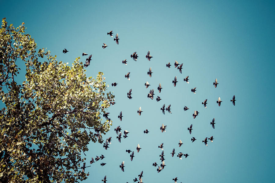 Birds Heading South Photograph by Marcia Straub