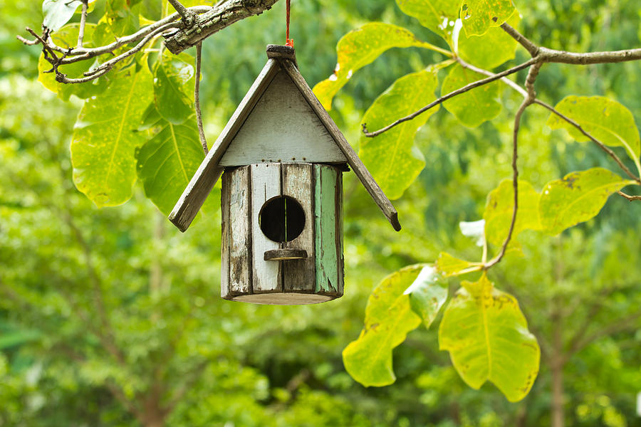 Birds House Photograph by Amornthep Chotchuang