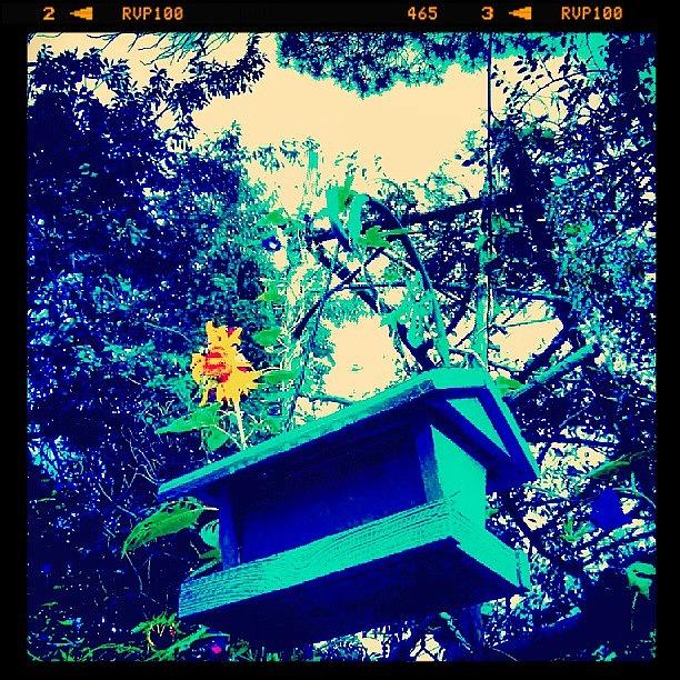 Sunflower Photograph - #birds #house #sunflower Finally by Ana Borrajo