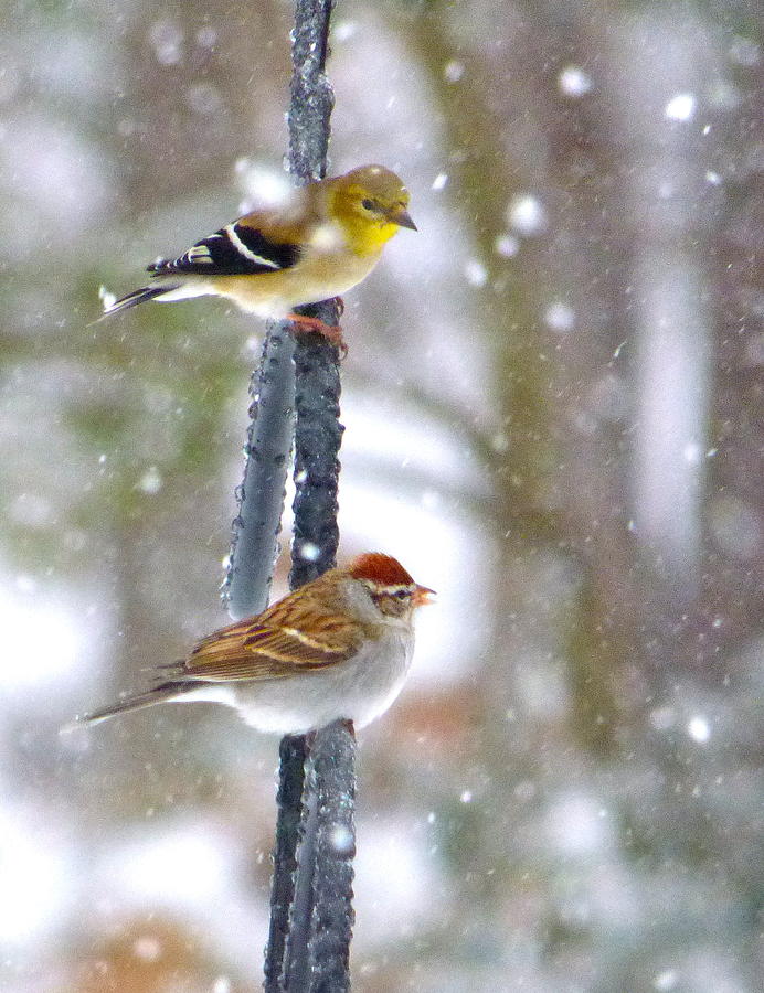 Birds in a Snowstorm Photograph by Jean Wright