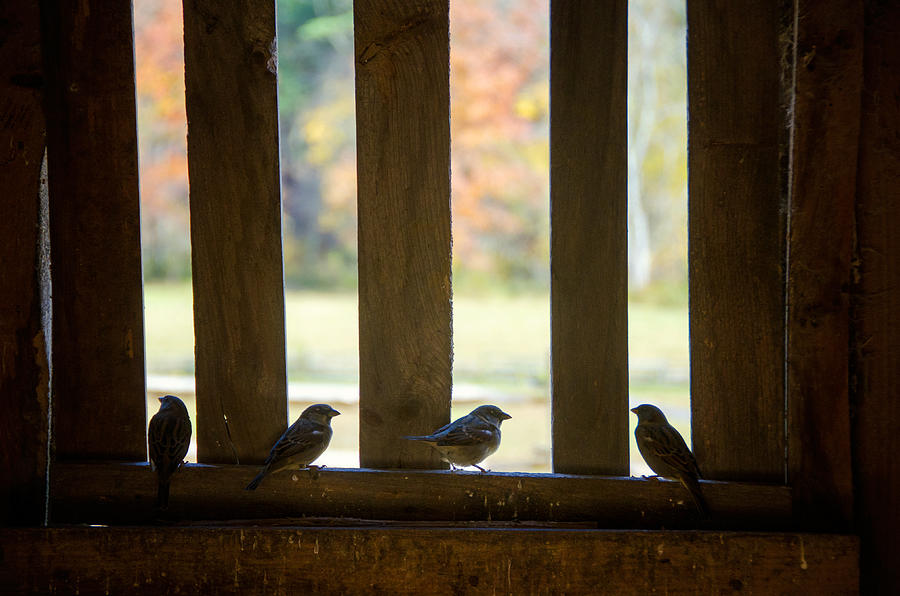 Birds in Barn Window Photograph by Donna Doherty