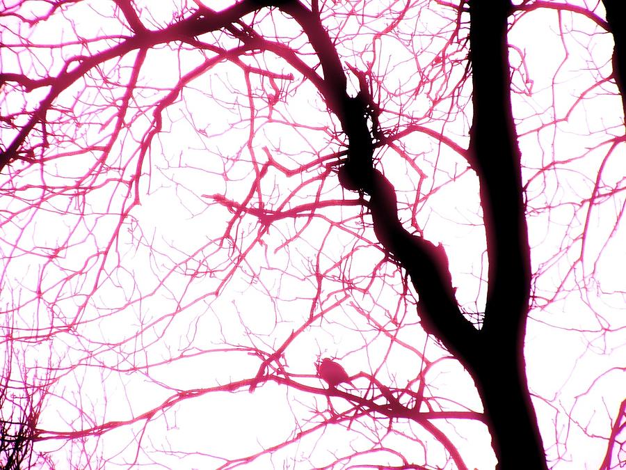Nature Photograph - Birds in Electric Pink by Nancy Mitchell