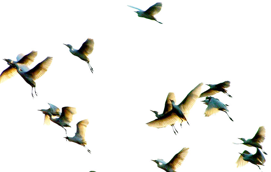 Birds in Flight Photograph by George Gadson