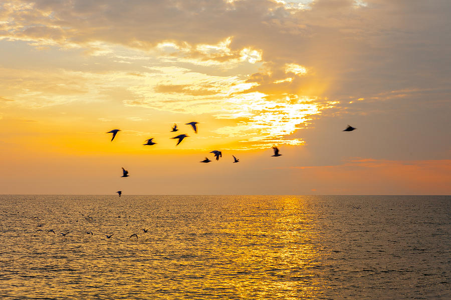 Birds in Lake Erie Sunset Photograph by David Coblitz