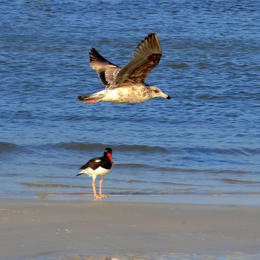 Bird Photograph - Birds in the Gulf of Mexico by Linda Rae Cuthbertson