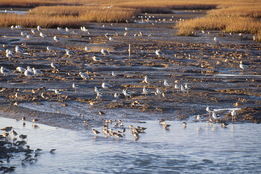Birds In The Marsh At Corte Madera, Ca Photograph by David Weintraub