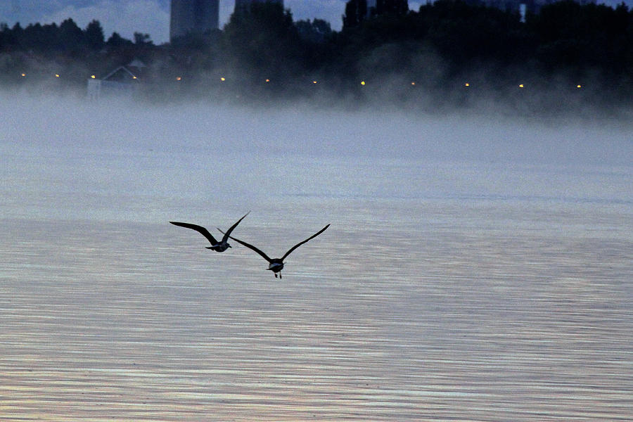 Birds in the Mist Photograph by Tony Murtagh