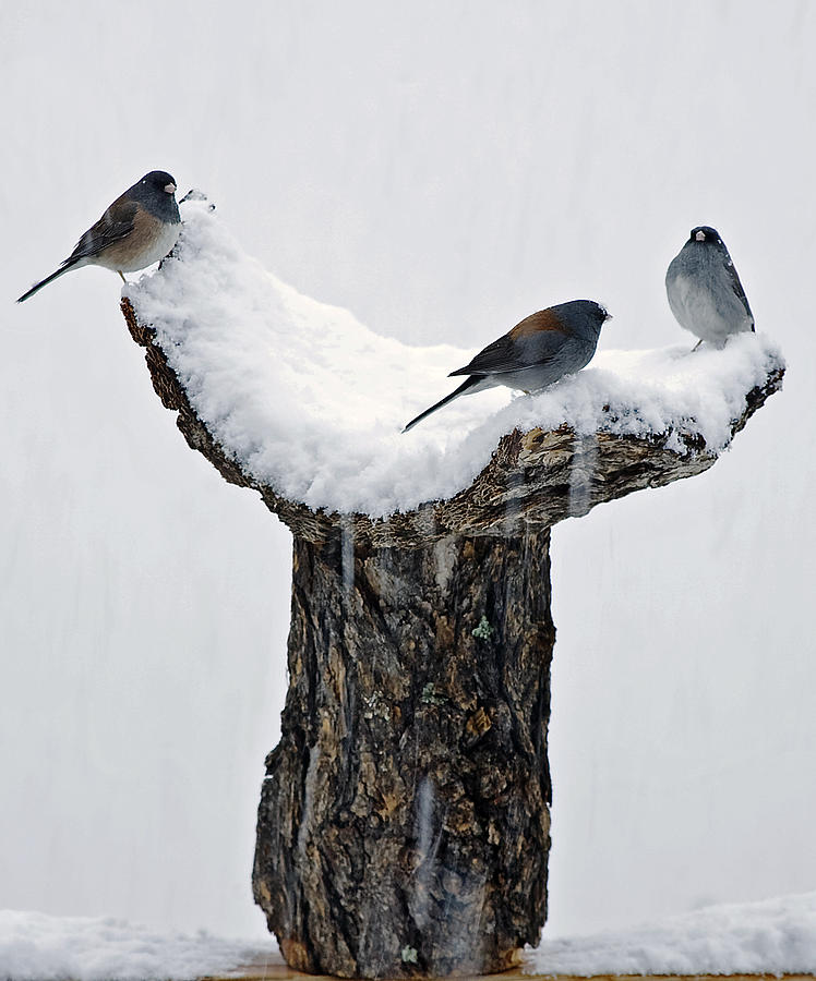 Bird Photograph - Birds in the snow by Patrick Derickson