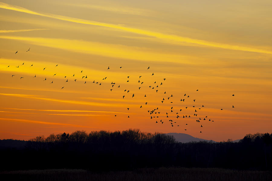 Birds in the sunset Photograph by Ivan Slosar