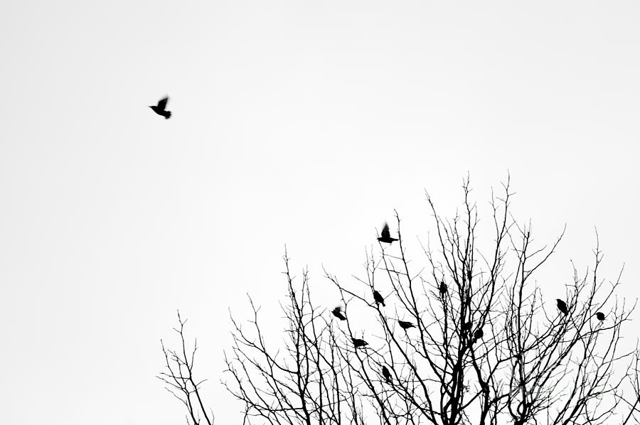 Birds in tree Photograph by Jim Corwin