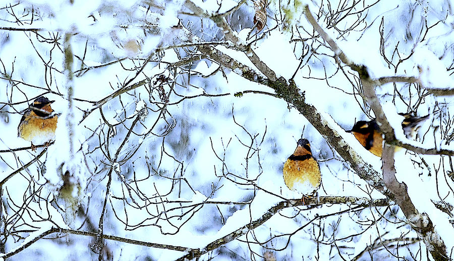 Birds in Winter Photograph by Margaret Hood