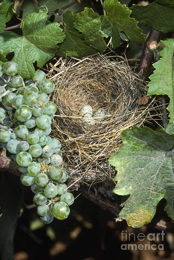 Birds Nest and Chardonnay Photograph by Craig Lovell