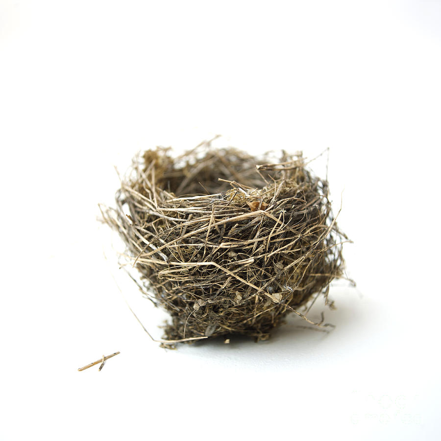 Wildlife Photograph - Birds nest by Bernard Jaubert