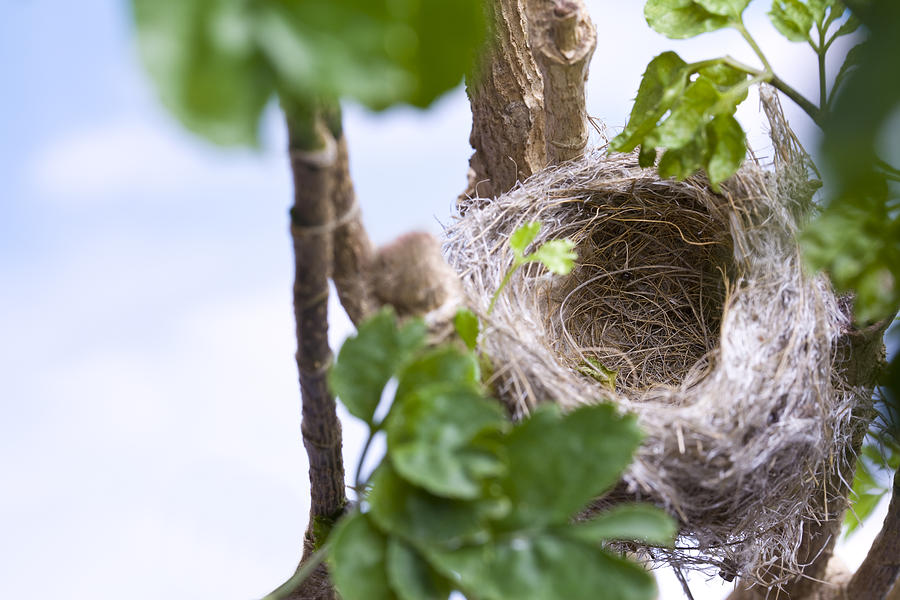 Birds Nest Photograph by Bill Oxford