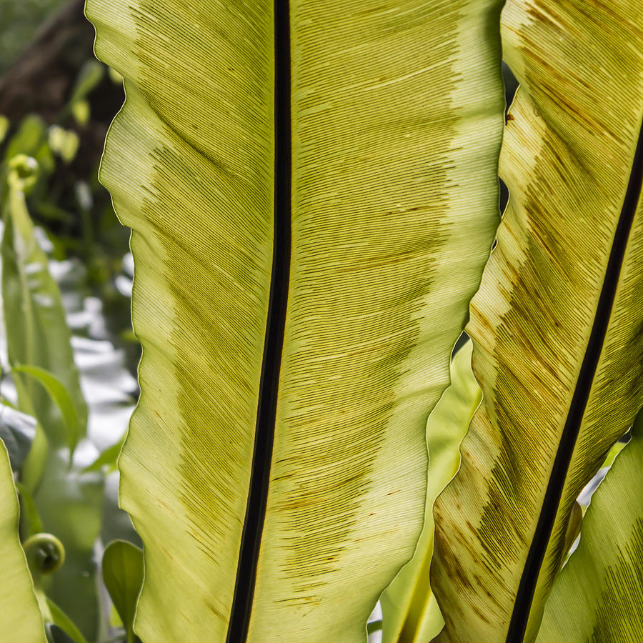 Birds nest fern leaves Photograph by Kelly Headrick - Pixels