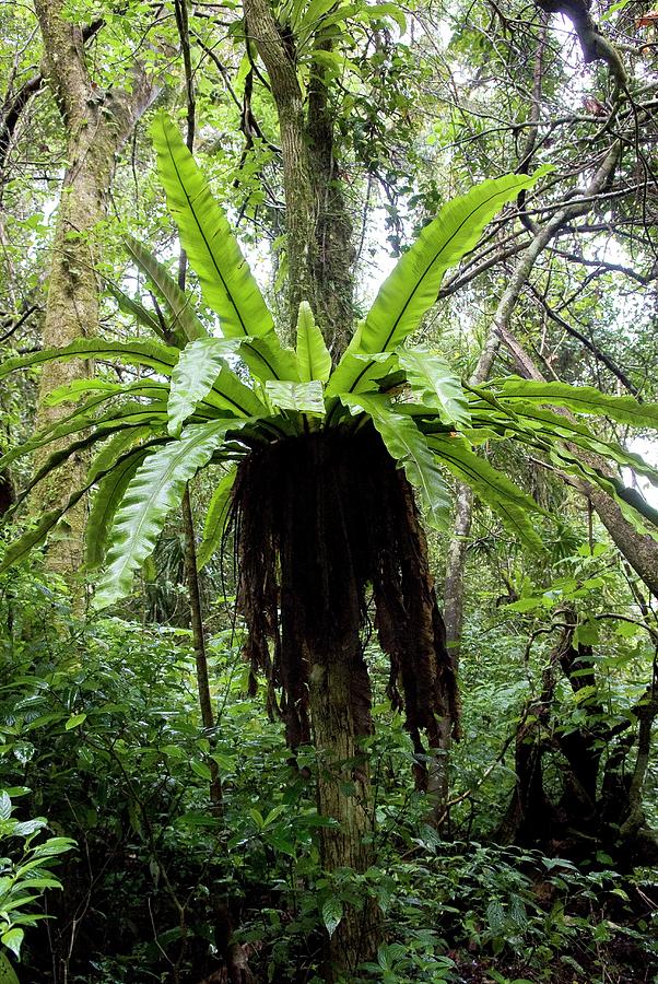Birds Nest Fern Photograph by Philippe Psaila/science Photo Library