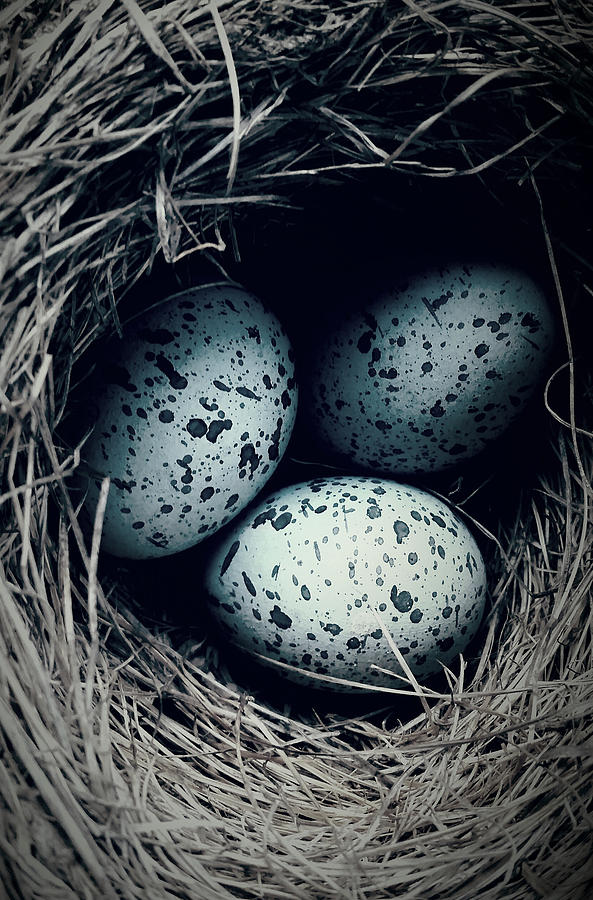 Egg Photograph - Cowbirds Nest? by Jani Freimann