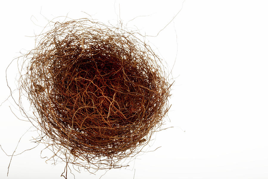 Birds Nest Photograph by Mauro Fermariello/science Photo Library