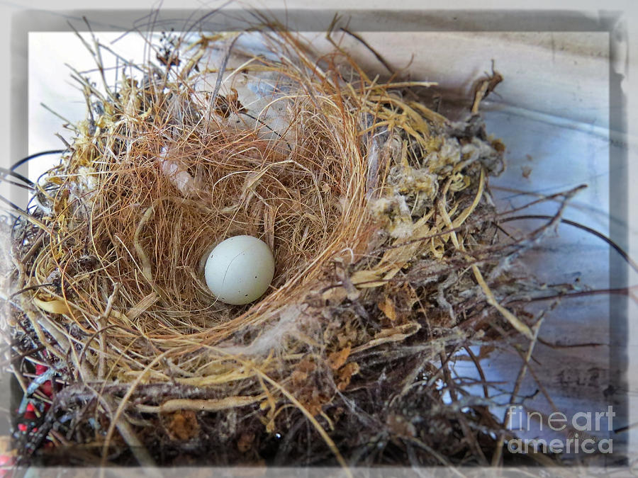 Birds Nest - Perfect Home Photograph by Ella Kaye Dickey