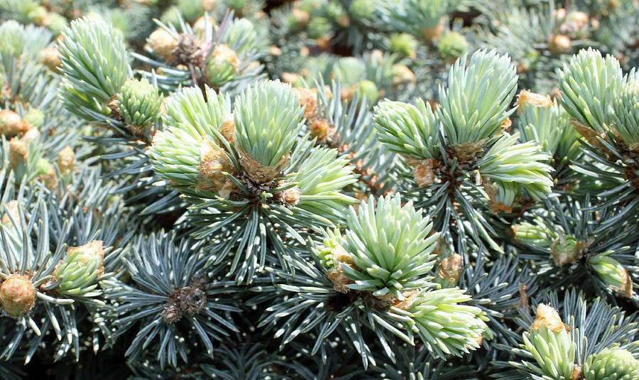 Bird's Nest Spruce Photograph by Laura Watts