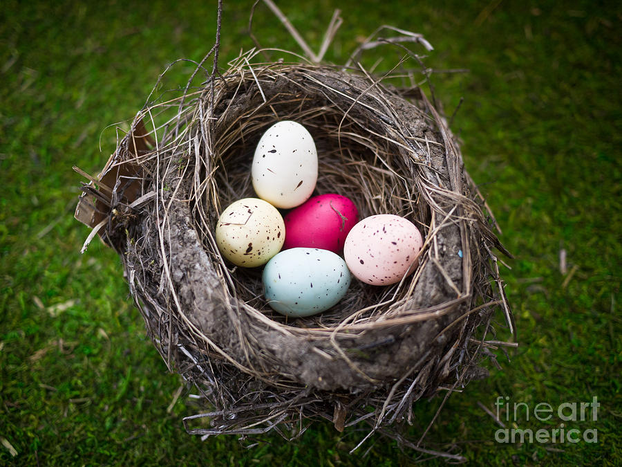 Easter Photograph - Birds Nest with Easter Eggs by Edward Fielding