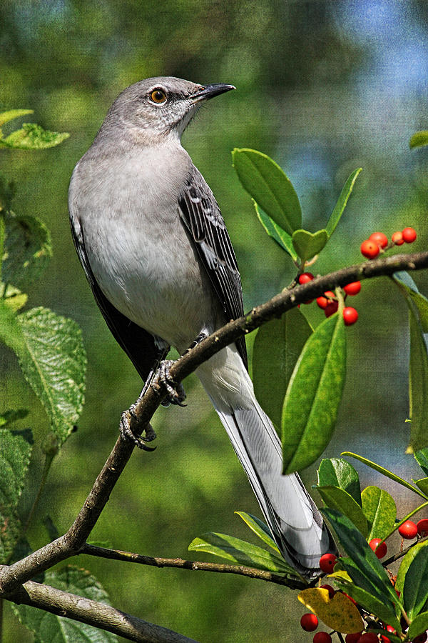 Birds - Northern Mockingbird Photograph by HH Photography of Florida