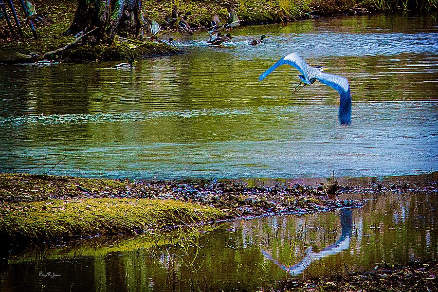Blue Heron - Birds of a Feather Photograph by Barry Jones