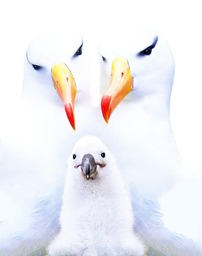 Bird Photograph - Birds of a Feather by Bruce IORIO