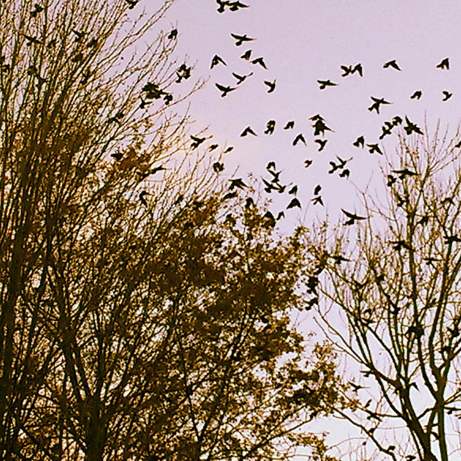 Tree Photograph - Birds of a Feather Flock Together by Thomasina Durkay