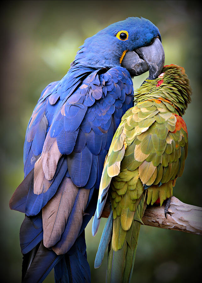 Macaw Photograph - Birds of a Feather by Stephen Stookey