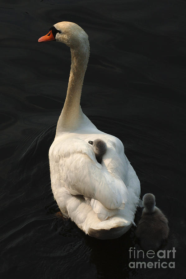 Swan Photograph - Birds Of A Feather Stick Together by Bob Christopher