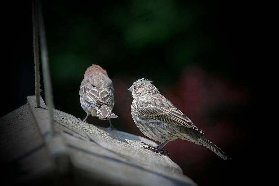 Birds of a Feather Photograph by Susan McMenamin