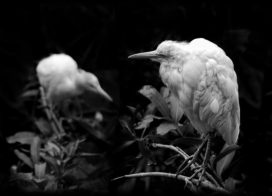 Bird Photograph - Birds of a Feather by Wayne Sherriff