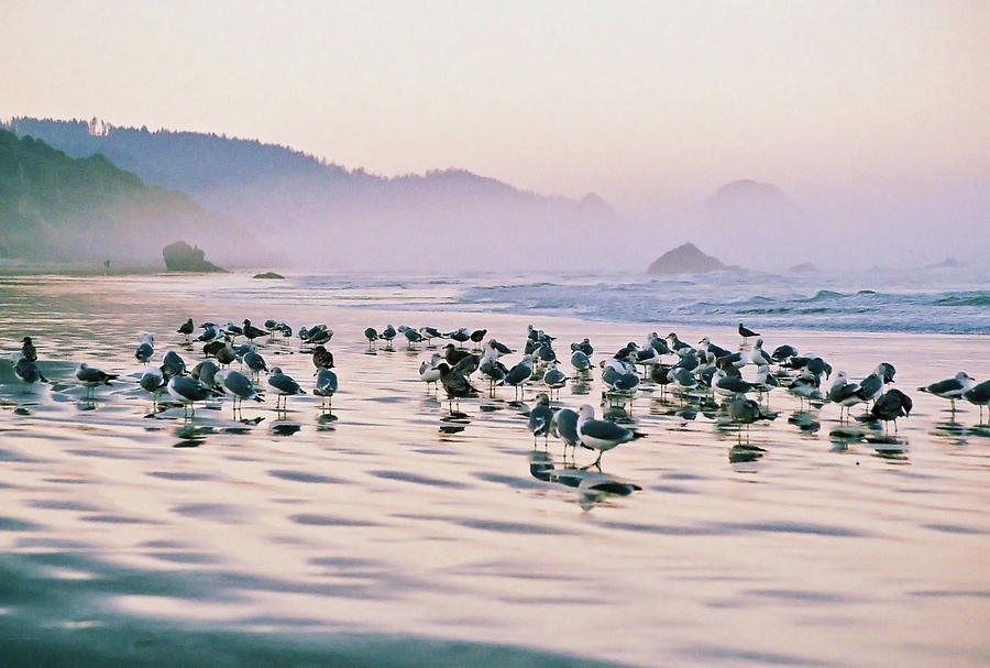 Birds Of Cannon Beach Photograph by Jens Larsen