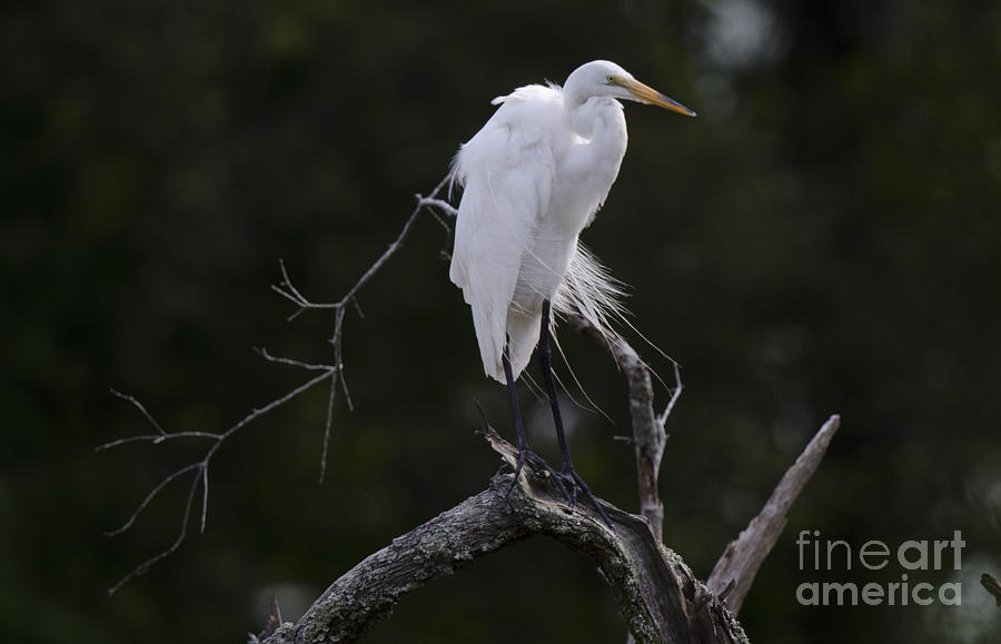 Birds Of Charleston Photograph