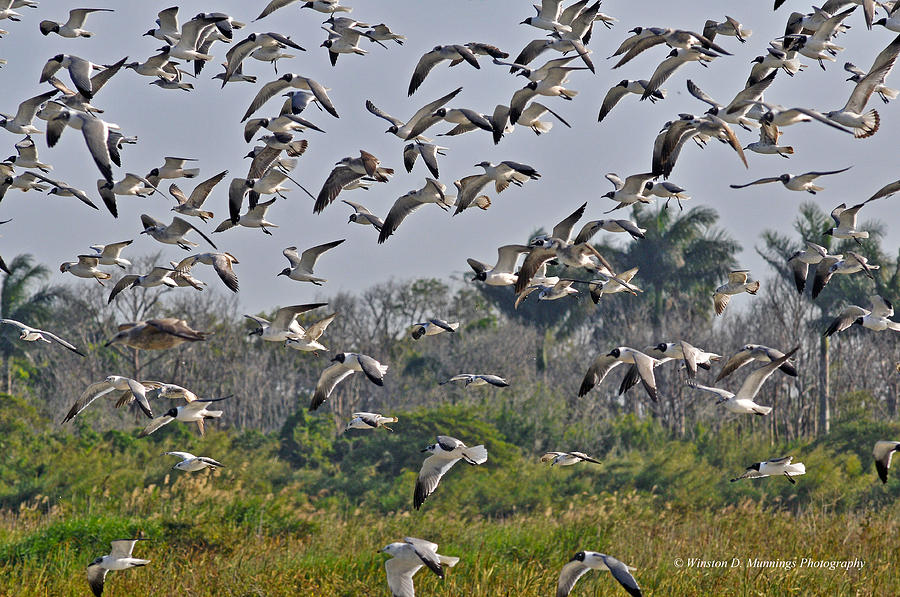 Birds Of Cutler Bay Wetlands 1 Photograph by Winston D Munnings