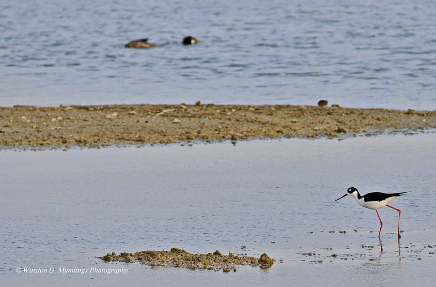 Birds Of Cutler Bay Wetlands 10 Photograph by Winston D Munnings