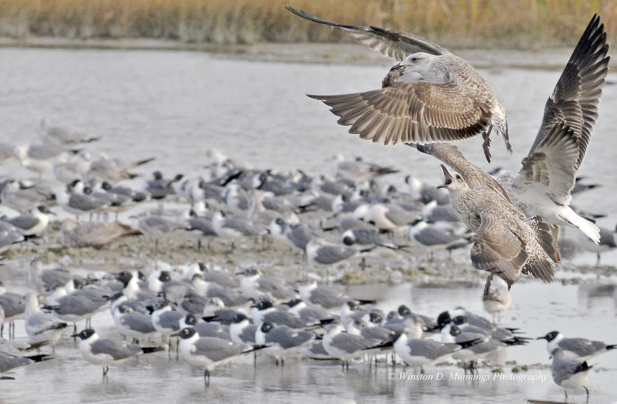 Birds Of Cutler Bay Wetlands 11 Photograph by Winston D Munnings